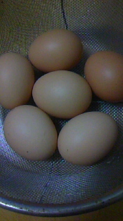 放し飼いの鶏の卵.jpg