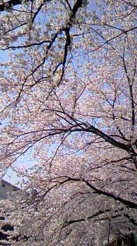 桜のカーテン.jpg