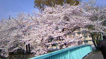 石神川の橋の上からの桜②.jpg
